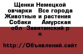 Щенки Немецкой овчарки - Все города Животные и растения » Собаки   . Амурская обл.,Завитинский р-н